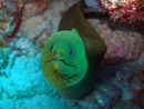 Underwater Ocean and seas picture from Dayo Scuba, Winter Park, Orlando, Florida